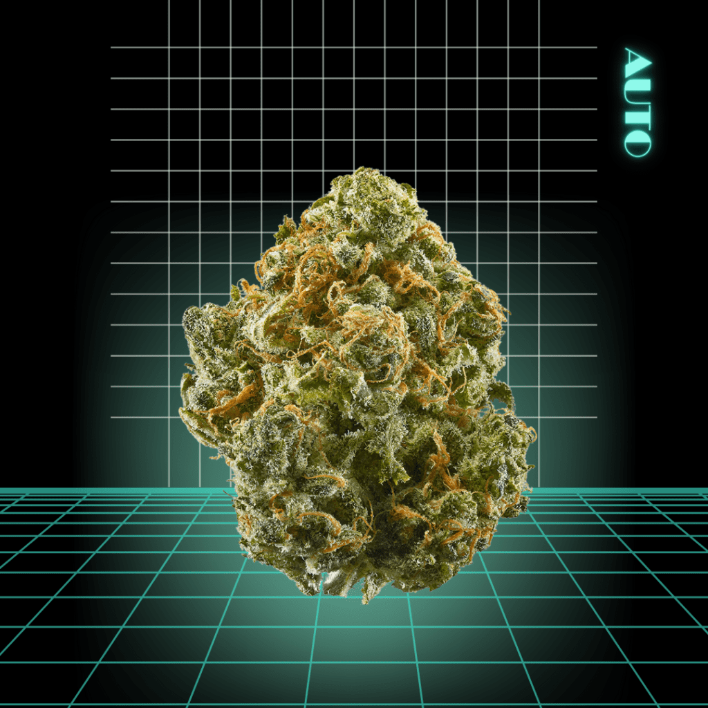 High Quality Feminized Hbyrid Autoflowering Blue Dream Auto Cannabis Seeds Close Up