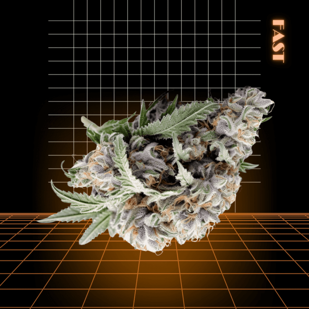 High Quality Feminized Hybrid Fast flowering Blue Dream Haze Fast Version Cannabis Seeds Close Up