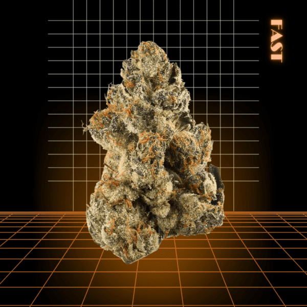 High Quality Feminized Hybrid Fast flowering Green Queen Fast Version Cannabis Seeds Close Up