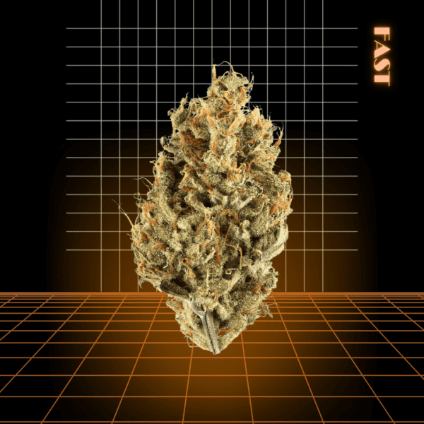 High Quality Feminized Hybrid Fast flowering Lemon Diesel Fast Version Cannabis Seeds Close Up