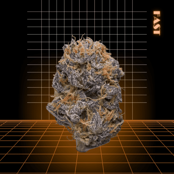 High Quality Feminized Hybrid Fast flowering Sour Grape Fast Version Cannabis Seeds Close Up