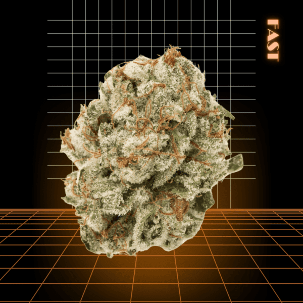 High Quality Feminized Hybrid Fast flowering Strawberry Banana Fast Version Cannabis Seeds Close Up
