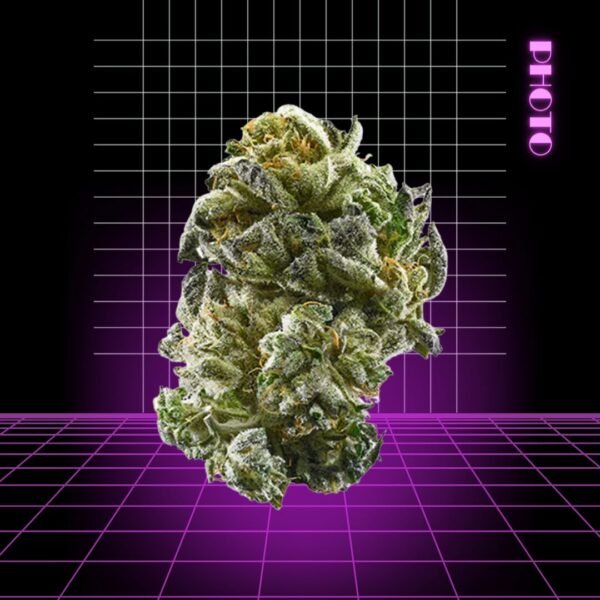 High Quality Feminized Hybrid Photoperiod Girl Scout Cookies GSC Cannabis Seeds Close Up