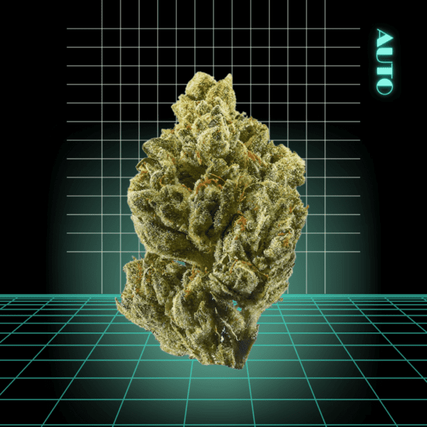 High Quality Feminized Indica Autoflowering OG Kush Auto Cannabis Seeds Close Up