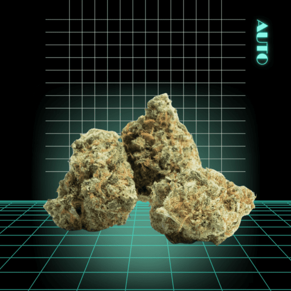 High Quality Feminized Indica Autoflowering Royal Gorilla Auto Cannabis Seeds Close Up