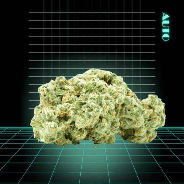 High Quality Feminized Indica Autoflowering White Widow x Big Bud Auto Cannabis Seeds Close Up