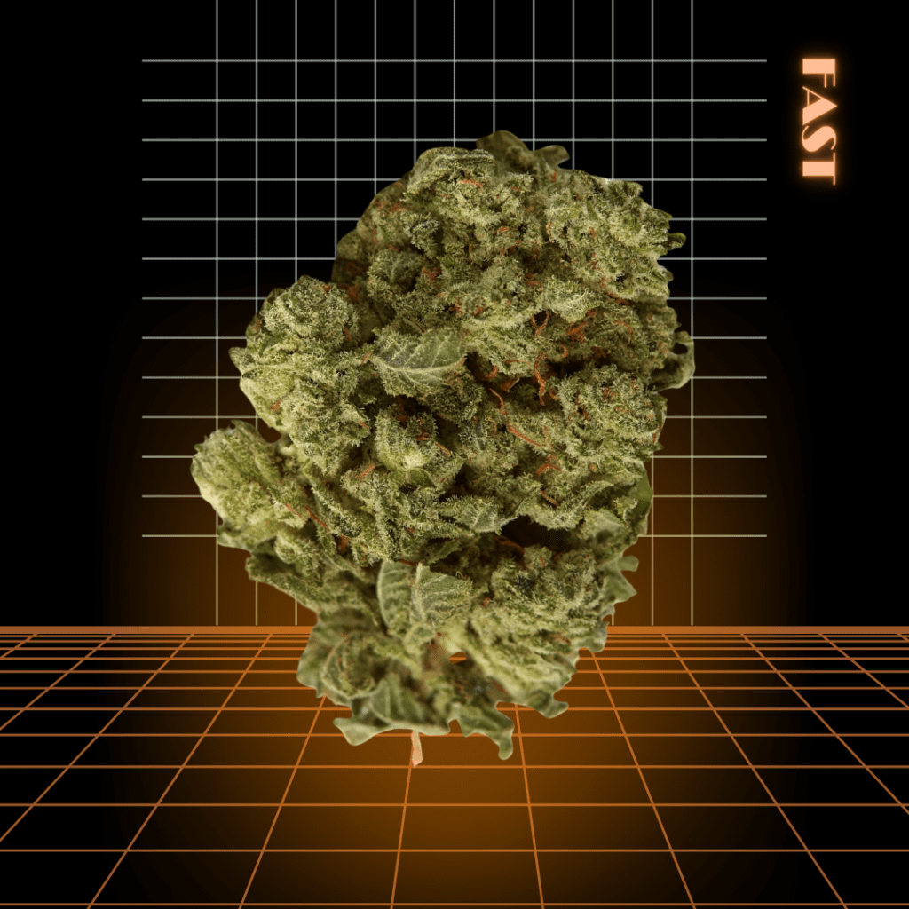 High Quality Feminized Indica Fast flowering Big Bud Fast Version Cannabis Seeds Close Up