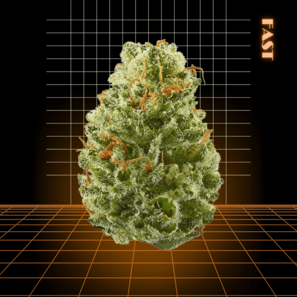 High Quality Feminized Indica Fast flowering Chocolate Chunk Fast Version Cannabis Seeds Close Up