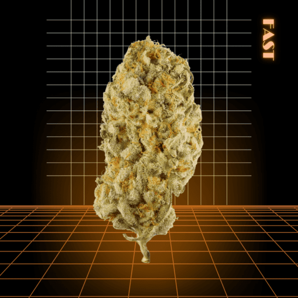 High Quality Feminized Indica Fast flowering Hindu Kush Fast Version Cannabis Seeds Close Up