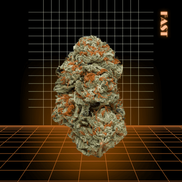 High Quality Feminized Indica Fast flowering LA Confidential Fast Version Cannabis Seeds Close Up