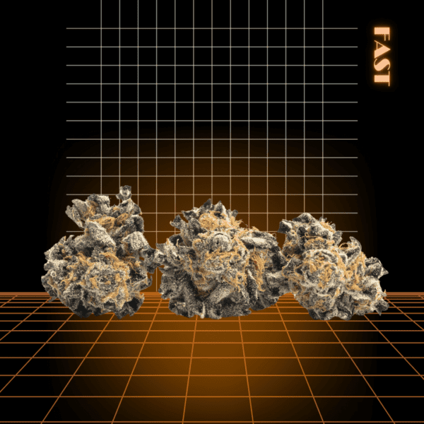 High Quality Feminized Indica Fast flowering Master Kush Fast Version Cannabis Seeds Close Up
