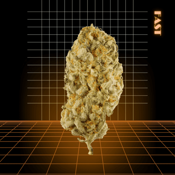 High Quality Feminized Indica Fast flowering Northern Lights x Big Bud Fast Version Cannabis Seeds Close Up