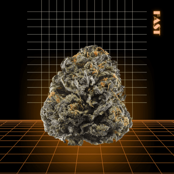 High Quality Feminized Indica Fast flowering Purple Mr. Nice Fast Version Cannabis Seeds Close Up