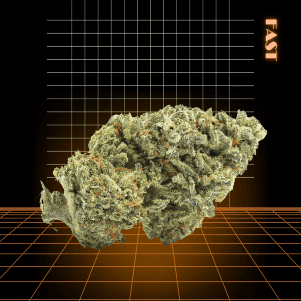 High Quality Feminized Indica Fast flowering Sensi Star Fast Version Cannabis Seeds Close Up