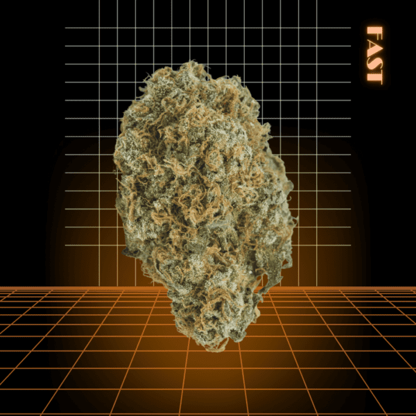 High Quality Feminized Indica Fast flowering Sweet Tooth Fast Version Cannabis Seeds Close Up