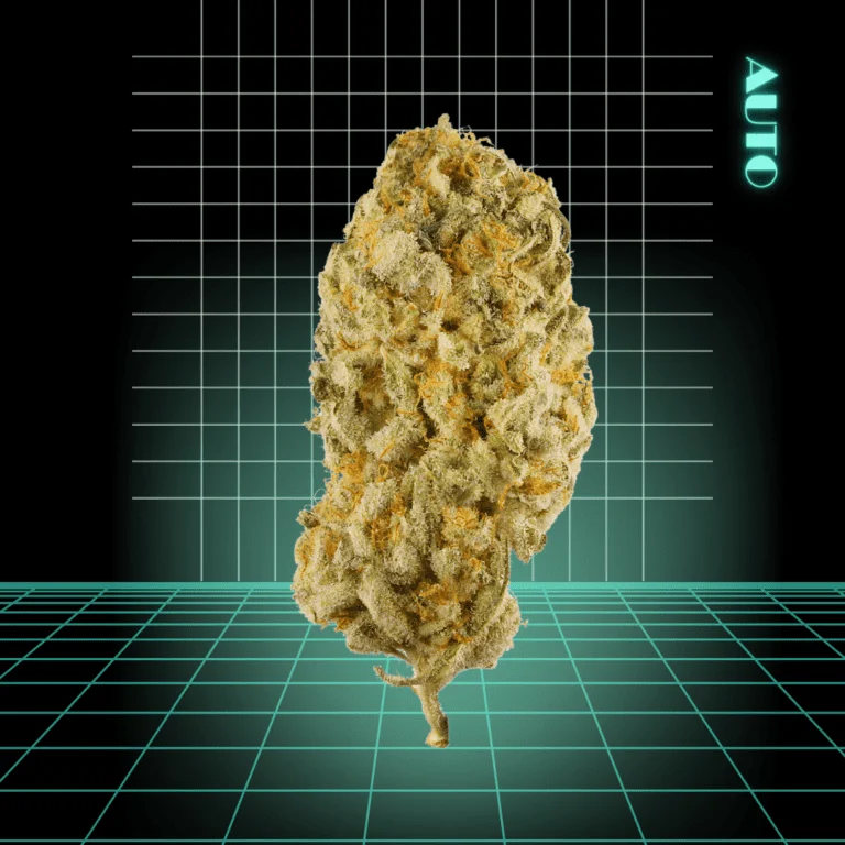 High Quality Feminized Sativa Autoflowering Jack Herer Auto Cannabis Seeds Close Up