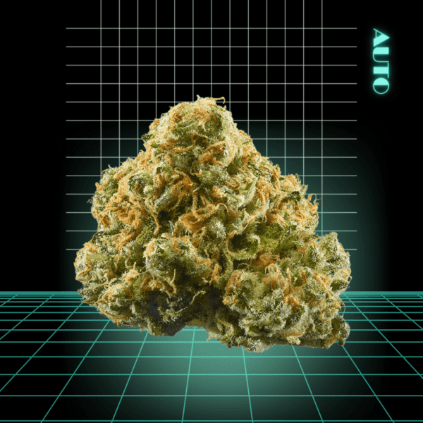 High Quality Feminized Sativa Autoflowering Pineapple Express Auto Cannabis Seeds Close Up