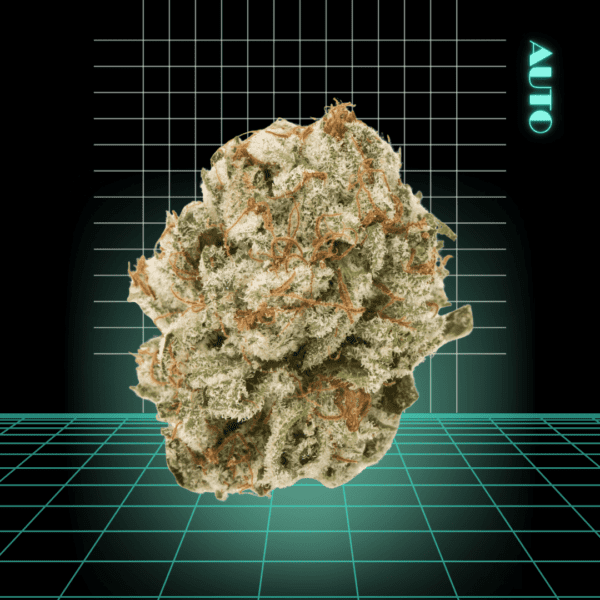 High Quality Feminized Sativa Autoflowering Strawberry Banana Auto Cannabis Seeds Close Up