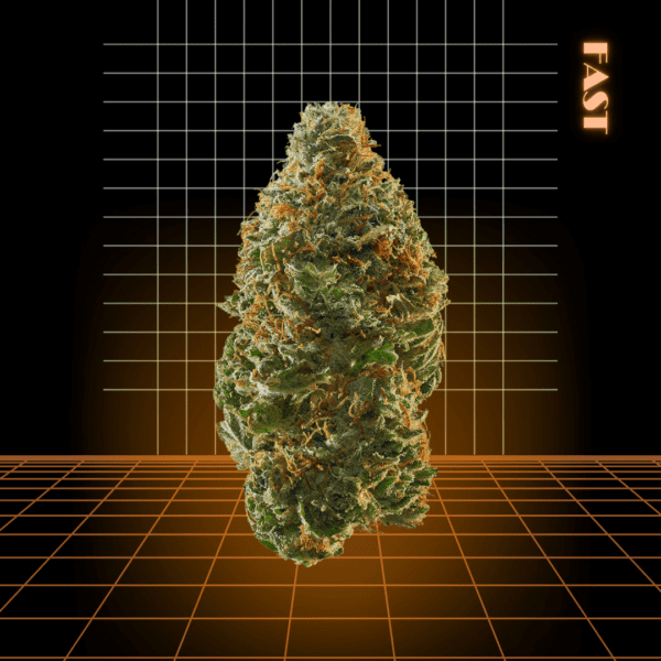 High Quality Feminized Sativa Fast flowering Hawaiian Snow Fast Version Cannabis Seeds Close Up