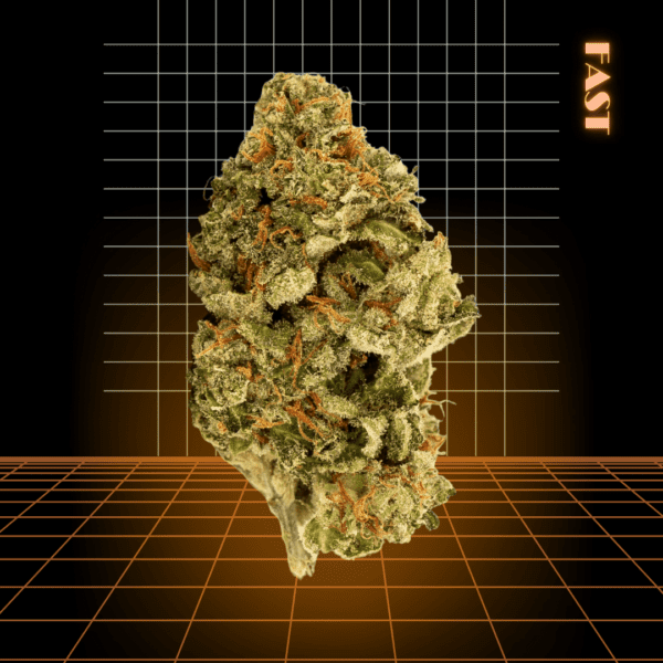 High Quality Feminized Sativa Fast flowering Red Dragon Fast Version Cannabis Seeds Close Up