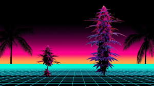 Autoflowering vs Photoperiod Cannabis Seeds Comparison - Miami Seeds